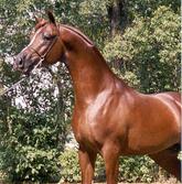 Top Arabian Horses For Sale And Lease - Deborah Brunhild : Other