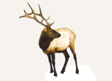 Hunting Elk Wyoming