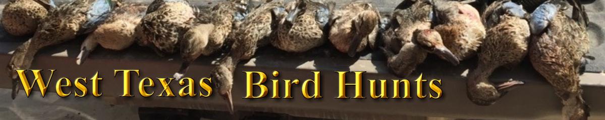 Bird Hunts