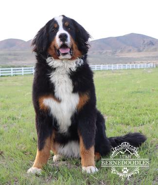 Bernese Puppies from Utah Bernedoodles