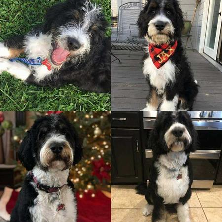 tricolor Bernedoodle dog