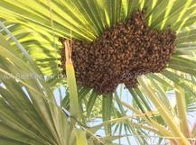 Rancho Santa Margarita Bee Removal