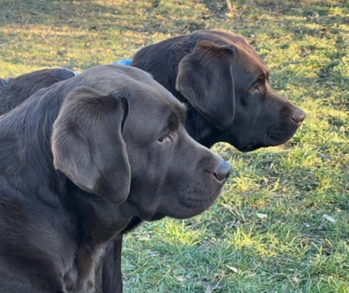 Silver best sale english labrador