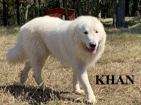 Great Pyrenees puppies ~ Wells' Providence AKC Registered Livestock Guardian Dogs and puppies