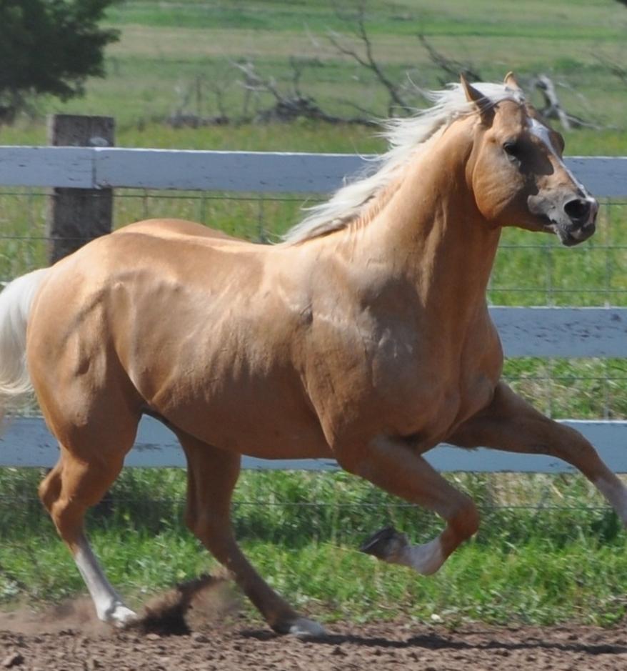 Ima Special Kindaguy | Myers Performance Horses - Performance Horse ...