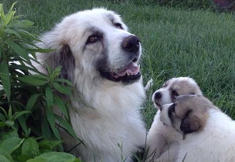 Great Pyrenees puppies ~ Wells' Providence AKC Registered Livestock Guardian Dogs and puppies