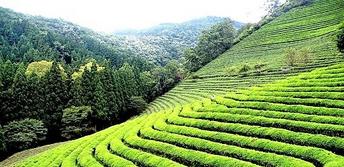 Tea Garden in Darjeeling Tours