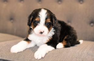 tiny Bernedoodle