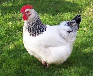 Light sussex hen for sale at Chickenfeathers