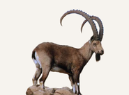 Hunting Ibex Sudan