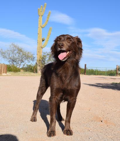 Solid red australian shepherd