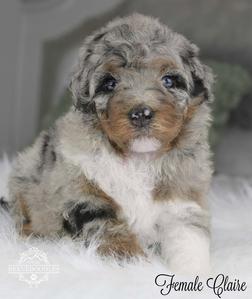 Merle tiny Bernedoodle