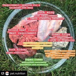 how much raw food to feed cane corso