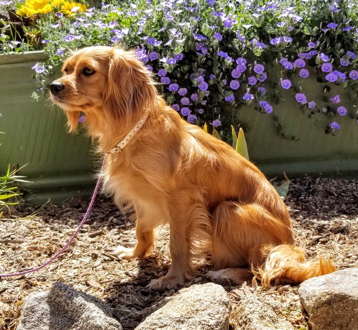 Cavalier king charles spaniel golden best sale retriever mix