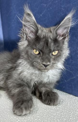 Maine Coon Kittens