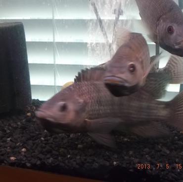 Three female tilapia with tilapia fry in their mouths.