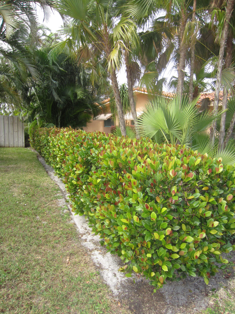 Coco Plum In The Native Plant Garden