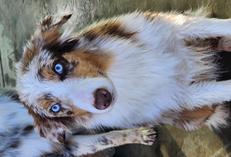 Aussie breeder near me