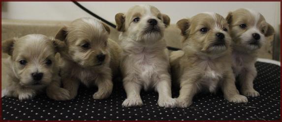 Rolling Meadows Puppies maltipoo puppies