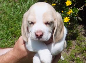 Beagle Puppies Ocala Florida