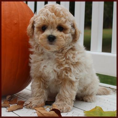 Rolling Meadows Puppies Available Puppies