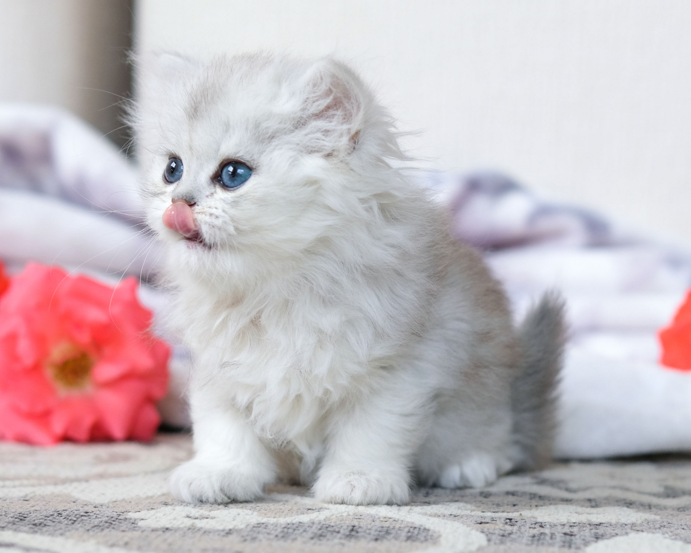 unoa 【Victorian cats Blue green】 Antique 19th Century