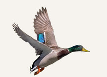 Hunting Waterfowl Washington