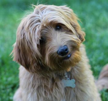 Cherry Lane Labradoodles - Australian Labradoodle Puppies, Labradoodle ...