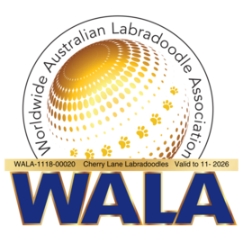 Worldwide Australian Labradoodle Association