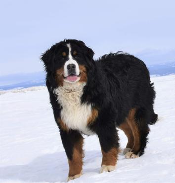 Bernese Mountain Dog
