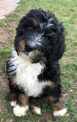 Bolt Tricolor Bernedoodle