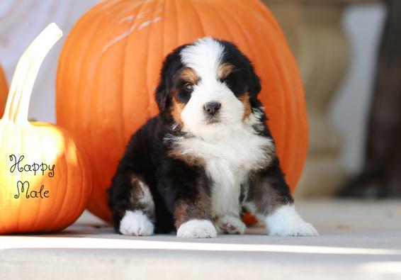 Trainedpuppy