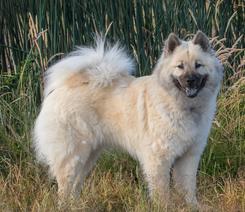 Edelweiss Eurasiers, Eurasier, Eurasier Breeed, Eurasier Puppy, Eurasier Puppies, Eurasier pup, Pacific Coast Kennel, Eurasier dog, Pet, dog, puppy, pup, Eurasier Breeder, Eurasier pups available, Eurasier dog