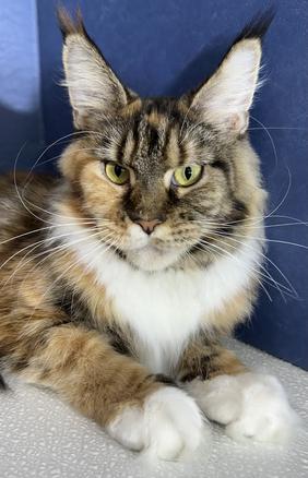 Maine Coon Kittens