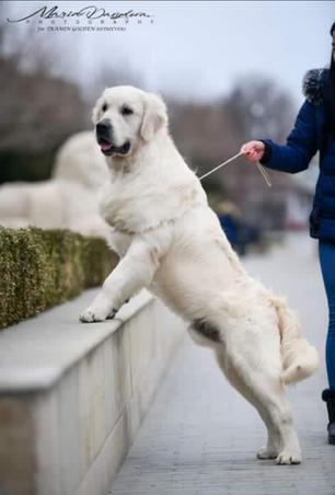 AKC Golden Retriever