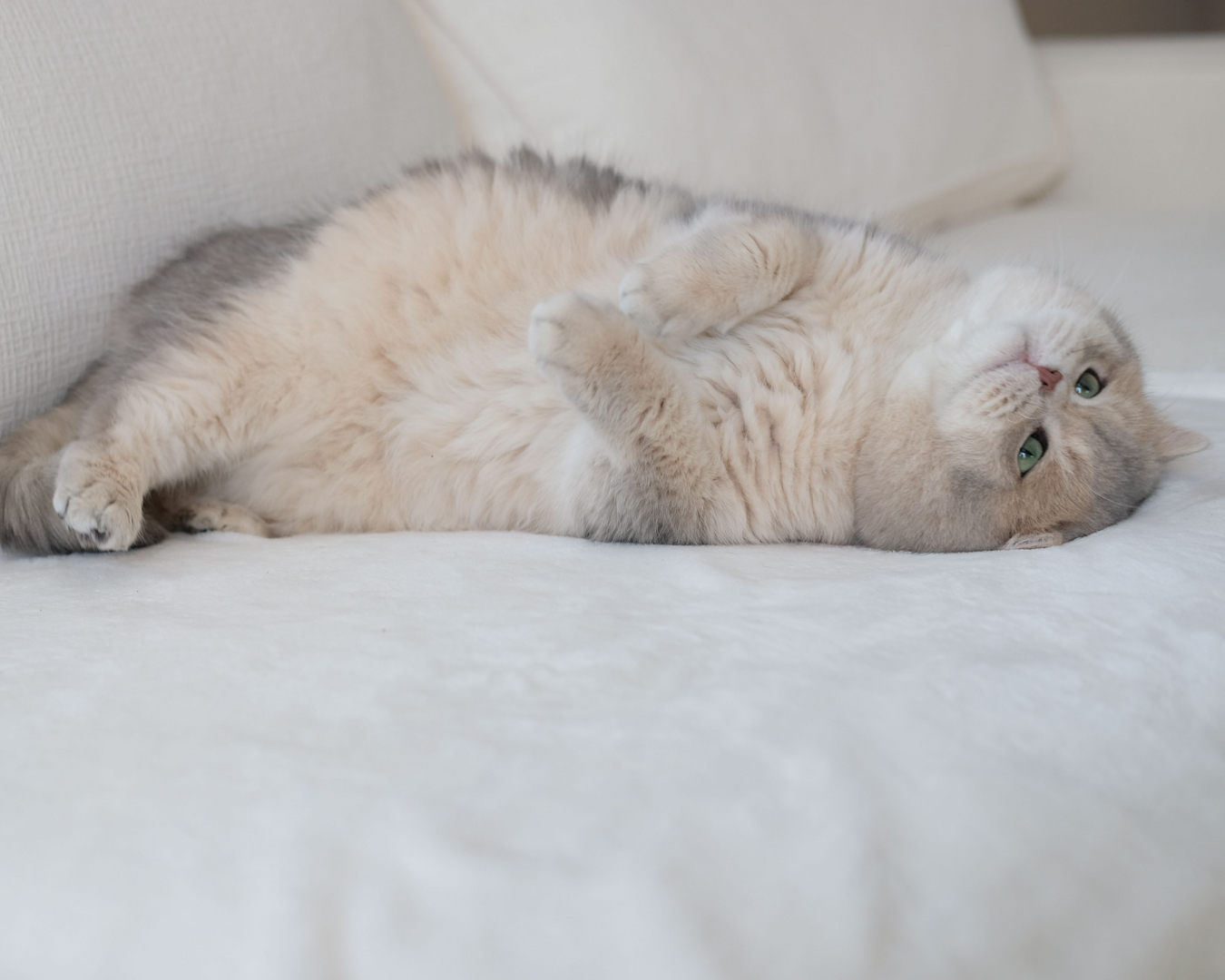 British Shorthair Longhair Cats Kittens