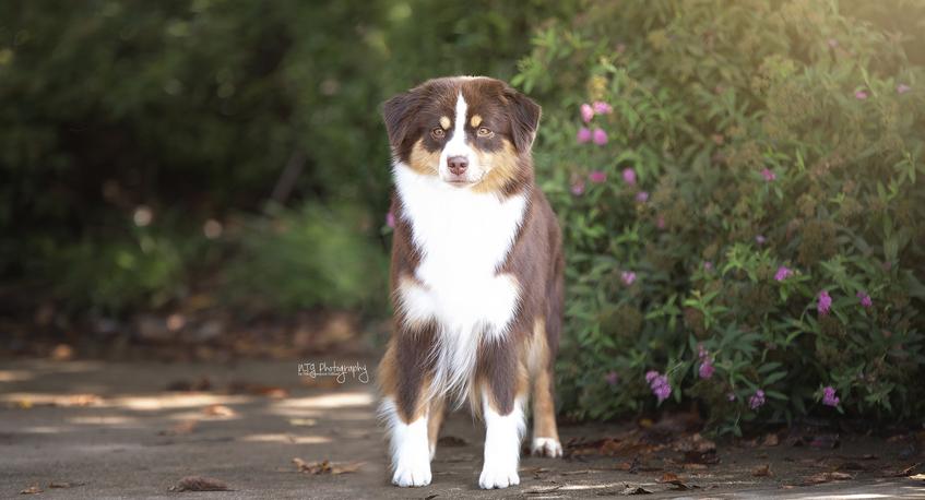 Miniature American Shepherd Dog Breed Information