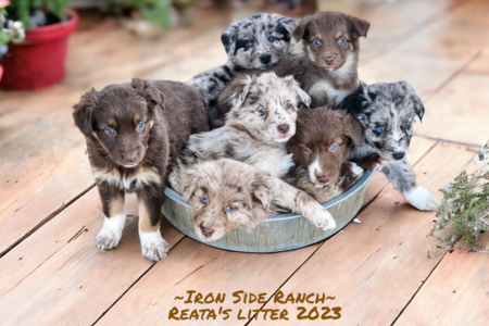 Aussie puppies for sale