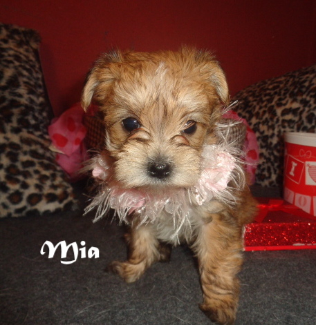 Yorkiepoo S Yorkipoo Teacup Yorkiepoos Yorkies