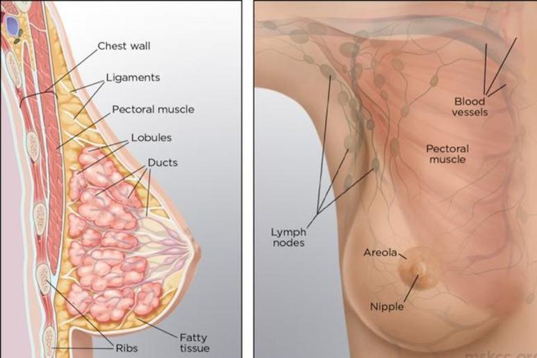 Anatomy of the Breasts  Spectrum Health Lakeland