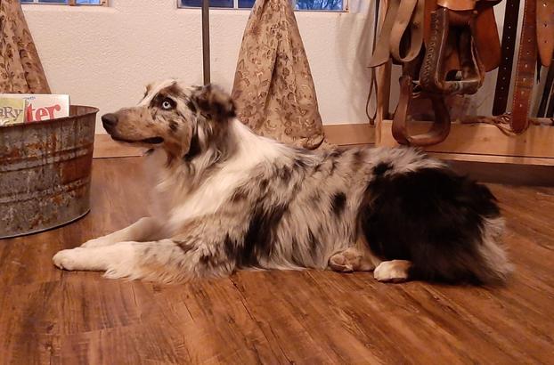 Blue merle