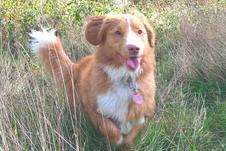 Nova Scotian Duck Tolling Retriever Dog Boarding customer near me