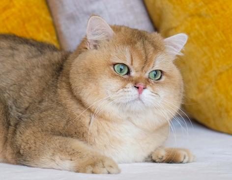 Gold british hot sale cat