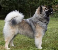 Edelweiss Eurasiers, Eurasier, Eurasier Breeed, Eurasier Puppy, Eurasier Puppies, Eurasier pup, Pacific Coast Kennel, Eurasier dog, Pet, dog, puppy, pup, Eurasier Breeder, Eurasier pups available, Eurasier dog