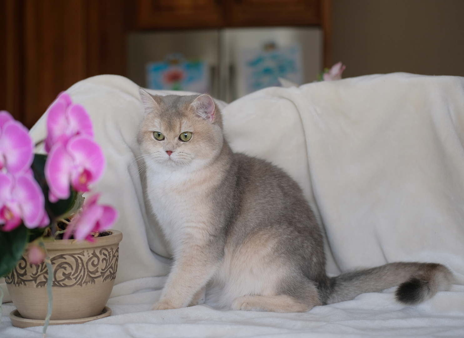 British Shorthair Longhair Cats Kittens