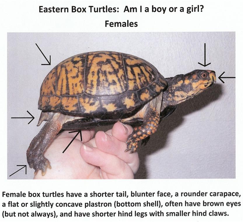 Box Turtle gender