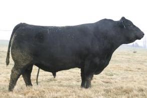 Black Herefords