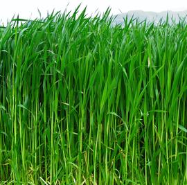 Cover Crop. Winter Wheat. Triticale. Fraser Valley.