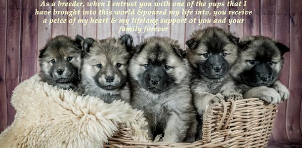 Edelweiss Eurasiers, Eurasier, Eurasier Breeed, Eurasier Puppy, Eurasier Puppies, Eurasier pup, Pacific Coast Kennel, Eurasier dog, Pet, dog, puppy, pup, Eurasier Breeder, Eurasier pups available, Eurasier dog