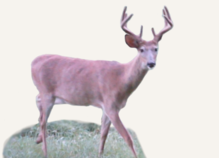 Hunting Deer Wisconsin